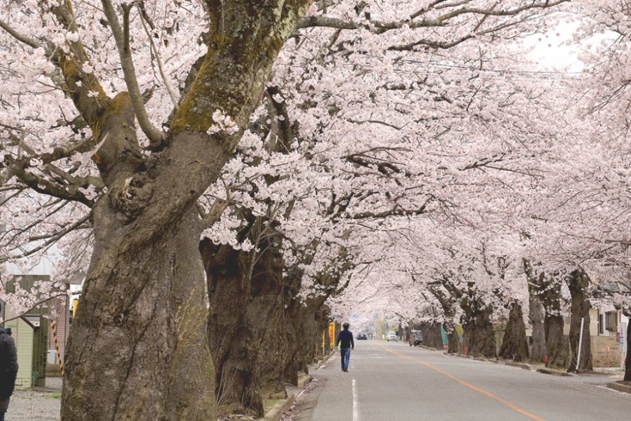 夜之森地区 樱花隧道